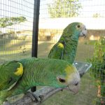 Some of our Birds 2011