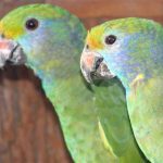 Some of our Birds 2011