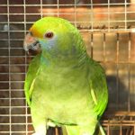 Some of our Birds 2011