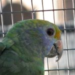Some of our Birds 2011