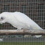 Some of our Birds 2011