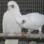 Some of our Birds 2011