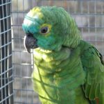 Some of our Birds 2011