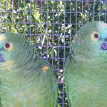 Some of our Birds 2011