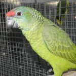 Some of our Birds 2011