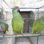 Some of our Birds 2011