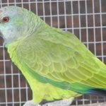 Some of our Birds 2011