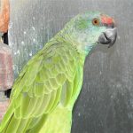Some of our Birds 2011