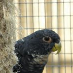 Some of our Birds 2011