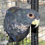 Some of our Birds 2011