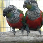 Some of our Birds 2011