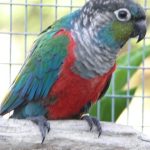 Some of our Birds 2011