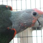 Some of our Birds 2011