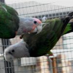 Some of our Birds 2011