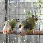Some of our Birds 2011