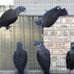 Some of our Birds 2011