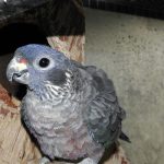 Some of our Birds 2011