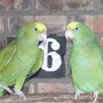 Some of our Birds 2011