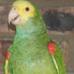 Some of our Birds 2011