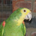 Some of our Birds 2011
