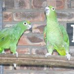 Some of our Birds 2011