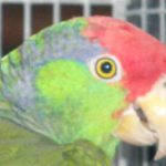 Some of our Birds 2011