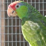 Some of our Birds 2011