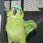 Some of our Birds 2011