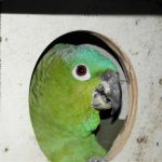 Some of our Birds 2011