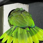 Some of our Birds 2011