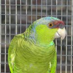Some of our Birds 2011