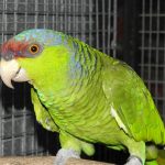Some of our Birds 2011