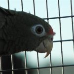 Some of our Birds 2011