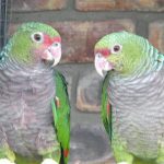 Some of our Birds 2011