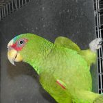 Some of our Birds 2011