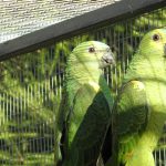 Some of our Birds 2011
