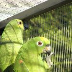 Some of our Birds 2011