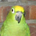 Some of our Birds 2011