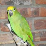 Some of our Birds 2011