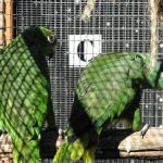 Some of our Birds 2011