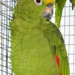 Some of our Birds 2011