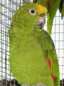 Some of our Birds 2011