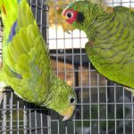 Some of our Birds 2011