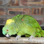 Some of our Birds 2011