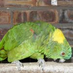 Some of our Birds 2011