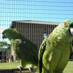 Some of our Birds 2011
