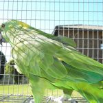 Some of our Birds 2011