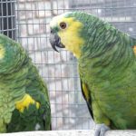 Some of our Birds 2011