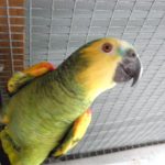 Some of our Birds 2011