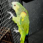 Some of our Birds 2011